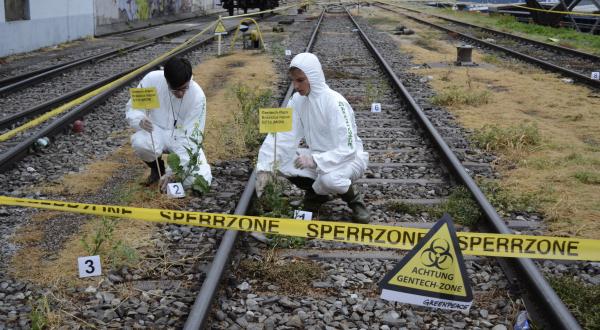 Greenpeace-Aktivisten sammeln gentechnisch veränderten Raps in Basel, 2012.