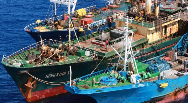 November 2012: Piratenfischer laden ihre Beute - illegal gefangenen Thunfisch - in internationalen Gewässern nahe dem indonesischen Hoheitsgebiet um. 