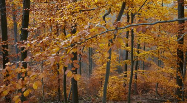 Buchen im Spessart, November 2013