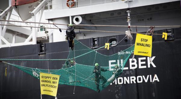 Greenpeace-Aktivisten hängen an Schiffstauen der Eilbek, Juni 2013
