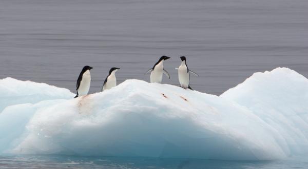 Pinguine haben es sich auf dem Packeis bequem gemacht