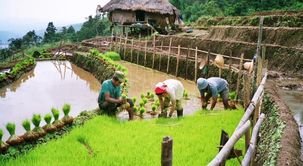 Reisanbau: Eine Familie zieht Setzlinge auf einer Terrasse für die Verpflanzung.