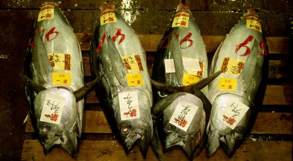 Fischmarkt in Japan