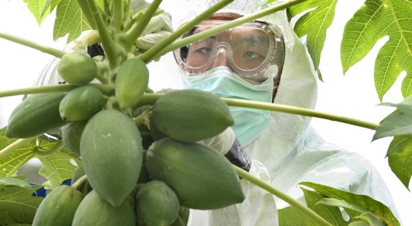 Greenpeace-Aktivisten helfen einem Farmer in der Provinz Rayong (200 Kilometer östlich von Bangkog/Thailand) gentechnisch verunreinigte Papaya sicherzustellen, Mai 2006.