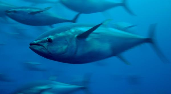 Blauflossenthun im Mittelmeer, 2006