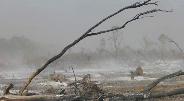 Argentinien: niedergebrannte Urwaldfläche für den Anbau von Soja, 2005.