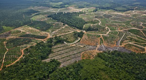 Greenpeace-Luftaufnahme zeigt kürzlich gerodeten Orang-Utan-Lebensraum auf einer Palmölkonzession in Kalimantan. 