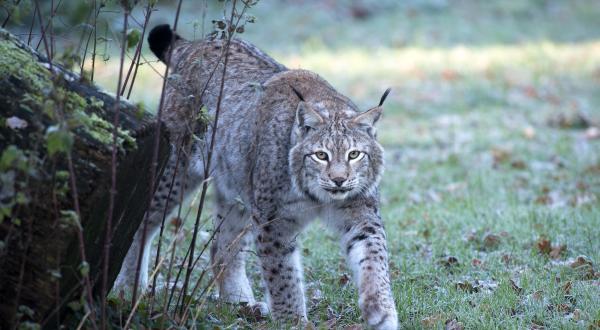 Luchse in einem Gehege, 2013