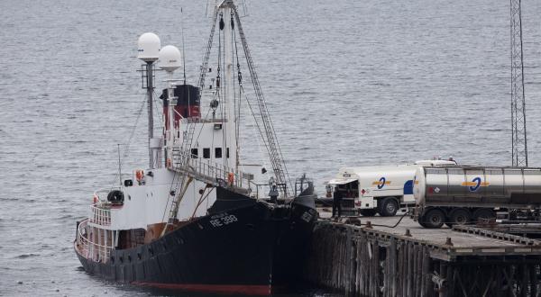 Walfangschiff Icelandic erreicht den Hafen von Hvalfjordur mit den ersten zwei gefangenen Finnwalen, 2014