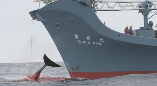 Ein japanisches Fangboot tötet einen Wal mit der Harpune, Juli 2006