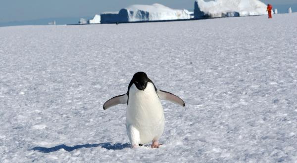 Pinguin in der Antartkis.