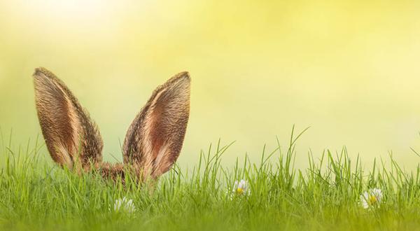 Vom Hasen im Gras sind nur die Ohren zu sehen