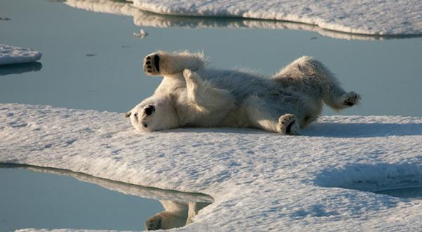 Eisbär auf Eisscholle in der Arktis