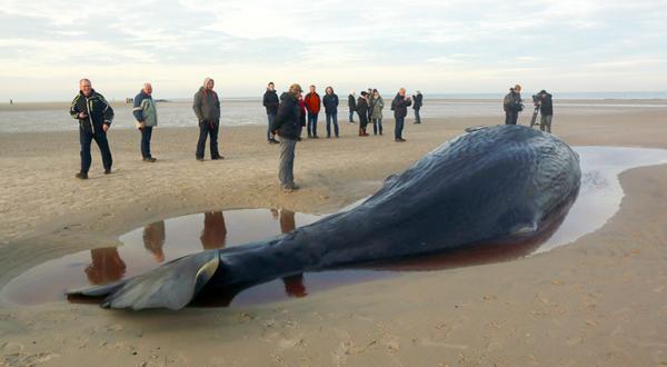 Walkadaver am Strand und Schaulustige