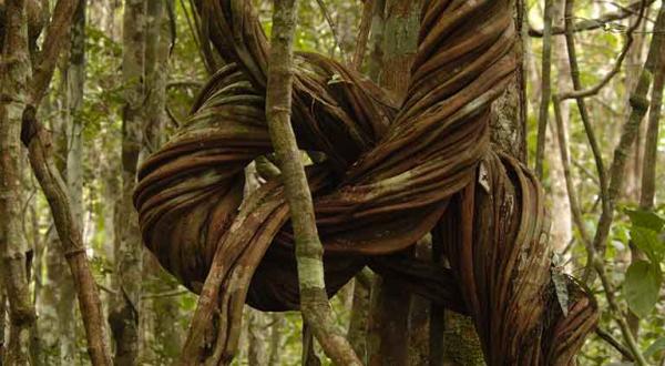 Ein Baum mit Liane im afrikanischen Regenwald, März 2003