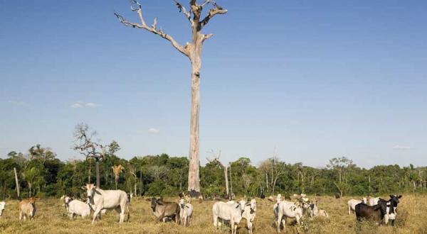 Toter Paranussbaum auf einer Viehweide, Juli 2008