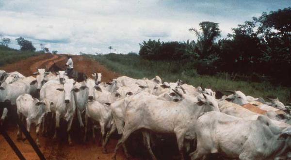 Rinderzucht in Brasilien, Juni 1989