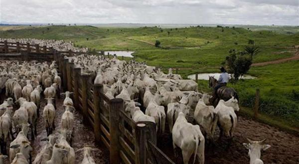 Rinderzucht in Brasilien, Juni 2009