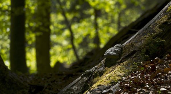 Urwald in Österreich