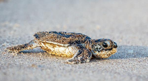 Baby-Meeresschildkröte