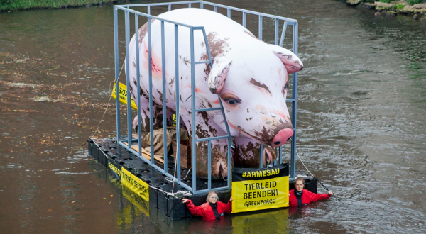 Mit einem schwimmenden aufblasbaren Schwein im Käfig protestieren Greenpeace-Aktivisten bei der Agrarministerkonferenz in Lüneburg für bessere Tierhaltung.