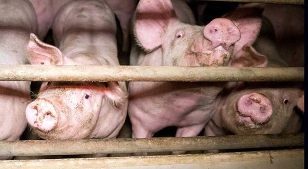 Schweine schauen durch ein Gitter in einem Massentierhaltungsstall.
