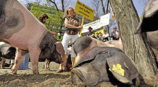 Am EPA: Protest-Marsch und Übergabe des Sammeleinspruchs gegen das von Monsanto angemeldete Patent auf Züchtung von Schweinen. Auch auf dem Bild: Schweine. 2009