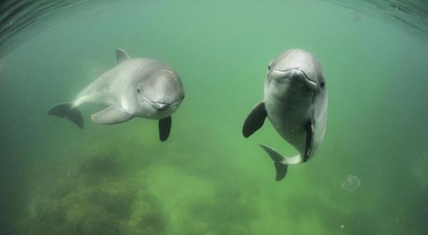 Schweinswale schwimmen in der Ostsee, Juni 2009