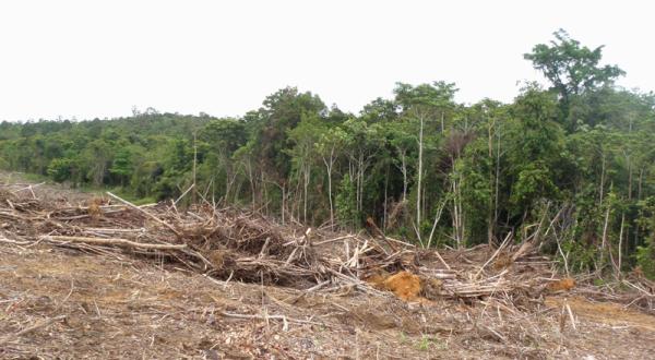 Beweisfotos: Die Tochtergesellschaft PT. BAT von Sinar Mas rodet weiter den Regenwald in Kalimantan 03/21/2010
