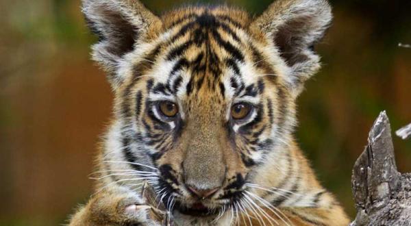 Tiger im Tadoba Reservat in Indien im Juni 2012