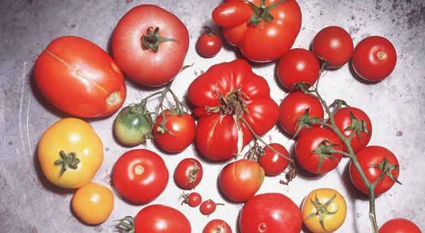 Agrarische Vielfalt, verschiedene Tomatensorten aus biologischem Anbau, August 1999