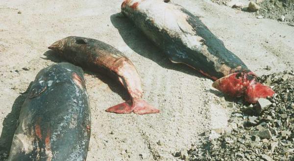 Drei tote Pottwale liegen am Strand. Juni 1993