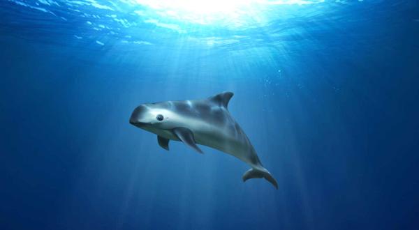 Illustration Vaquita-Schweinswal