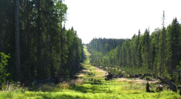 Der Schein trügt-systematischer Raubbau am russischen Urwald