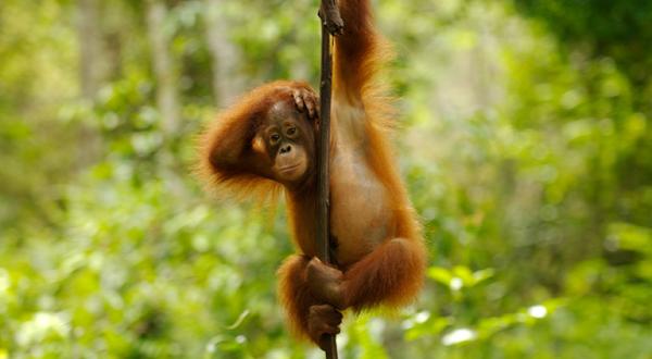 Junger Orang-Utan klettert in Kalimantan auf Borneo an einer Liane.