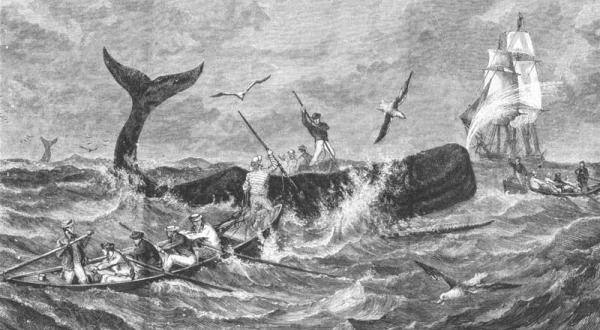 Historische Walfang Illustration, Juni 2001