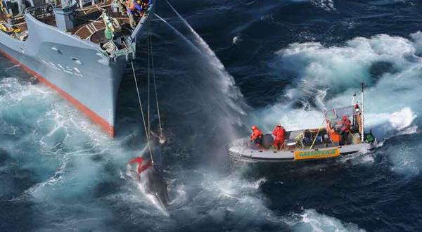 Greenpeace Aktion gegen japanische Walfänger im Südpolarmeer, Dezember 2005