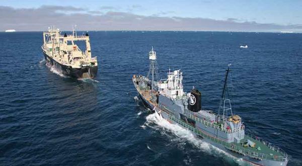 Greenpeace Schiff MV Esperanza beobachtet das Töten von Minkewalen durch die japanische Walfangflotte, Dezember 2005