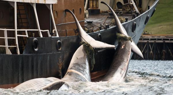 Ein isländisches Walfangschiff mit einer Beute von 2 Finnwalen - das muss aufhören
