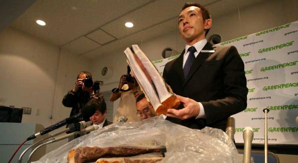 Walfang-Kampaigner Junichi Sato prästentiert das illegale Walfleisch im Mai 2008