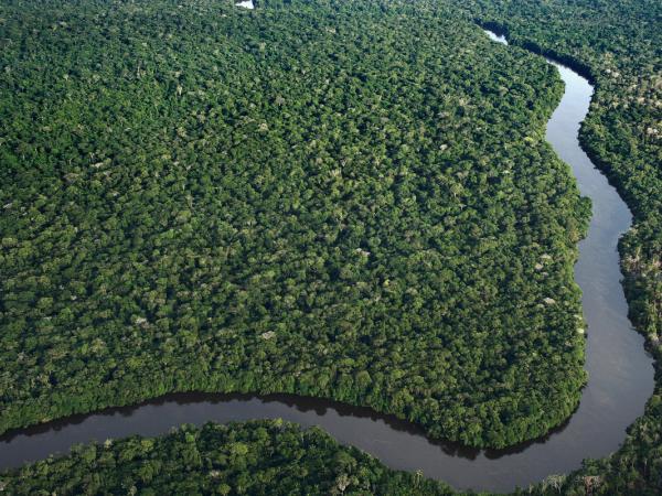 Wald und Fluss Amazonas