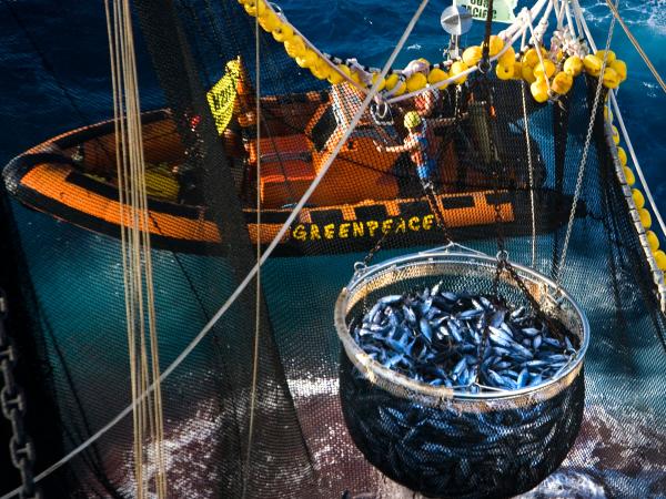 Schaufeln von Thunfisch und Beifang aus dem Netz der Albatun Tres, dem größten Ringwadenfänger der Welt. Greenpeace-Aktivist:innen befinden sich auf einem Schlauchboot neben dem Schiff und dokumentieren die Fangtätigkeit. 