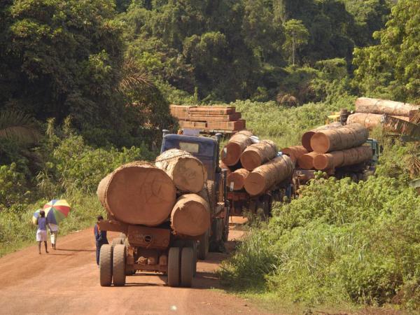 Logging in African Rainforest
