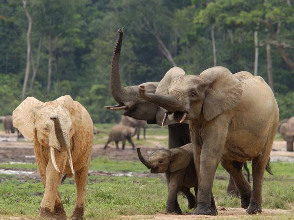 Elefanten im Regenwald in Afrika