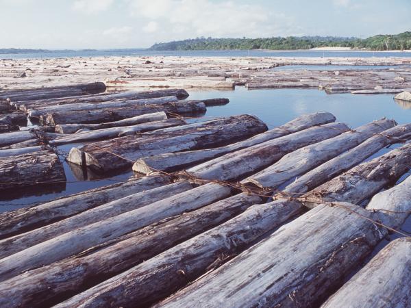 Konfisziertes Mahagoni Holz in Brasilien