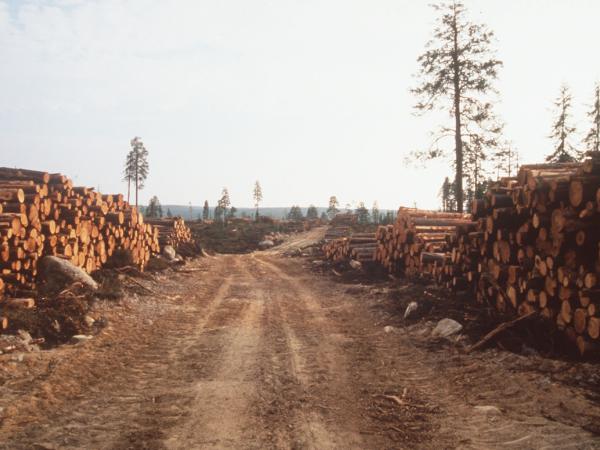 Abgeholztes Gebiet in Russland