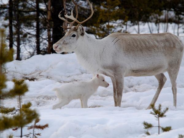 Rentier mit Kalb in Finnland