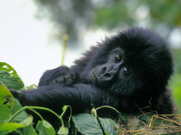 Berggorilla-Baby in einem Nationalpark im Kongo
