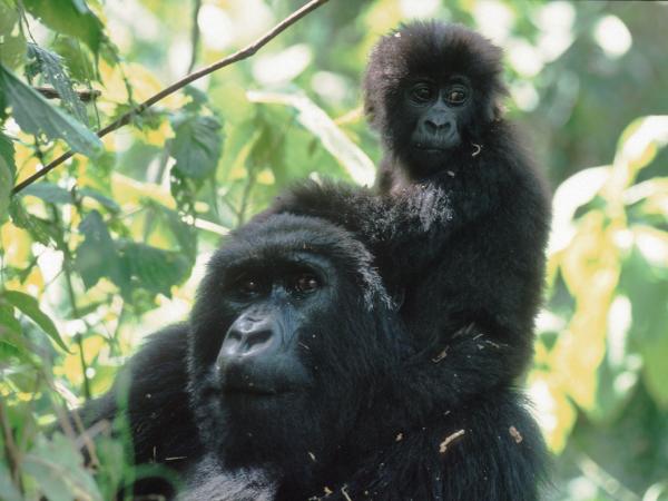 Gorilla Mutter mit ihrem Kind auf den Schultern im Kongo-Urwald