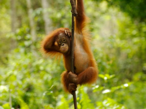 Junger Orang Utan, der an einer Liane hängt.
